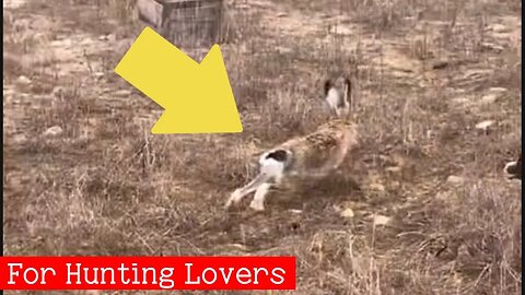 Galgos y liebres 🐇| Greyhounds chasing Hare | 赛狗和野兔 | السلوقي يطارد الارنب | ग्रेहाउंड और खरगोश