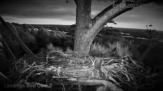 Early Morning Squirrel Scampering 🌲 01/09/23 07:04