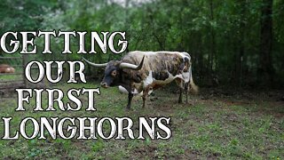 Getting Our First Longhorns/ COW DRAMA!