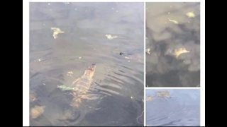 Gator in park pond causing concern