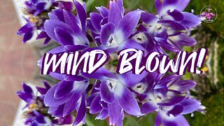 Dendrobium victoriae-reginae 💜 SENSATIONAL Blooms EVER | Incl. Care & Fertilizing Tips #ninjaorchids