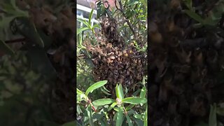 HUGE SWARM we drive into it!!! Live stream with Pest Interceptors