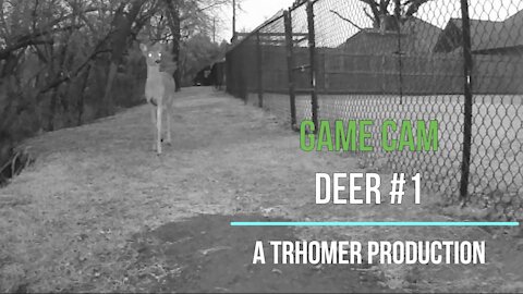 Game Cam - Deer #1