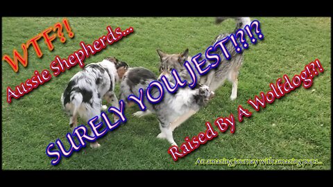 Paradox - Aussie Shepherds Raised By A Wolfdog?!?!?