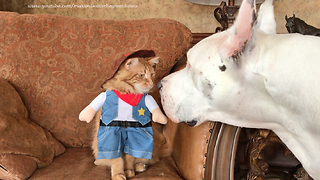 Great Dane Stares at Cat in Sheriff Halloween Costume