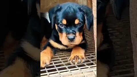 Sad Rottweiler Puppy #rottweiler #dog #viral #shorts #cute