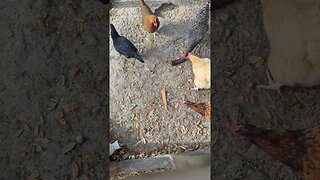 chickens getting tomahawk steak scraps