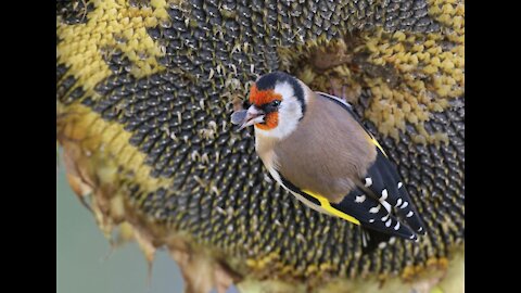 Funniest birds goldfinch love to eat Sunflower seed