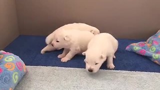 Samoyed puppies closely resemble polar bear cubs