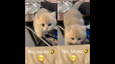 No.no.no.🤣 very funny video||🤣|| #cats #kitten #catscring #catsmeow