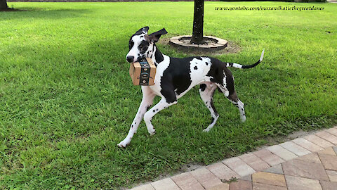 Happy Great Dane Loves To Deliver Amazon Prime Packages