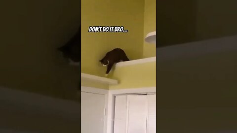 Fat Cat Breaks Shelf & Falls To The Ground #shorts#funnycats#entertainment