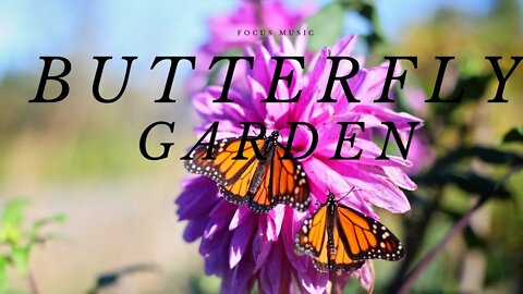 Guided Meditation |Study Music To Concentrate | Butterfly Garden | Manifest Greatly