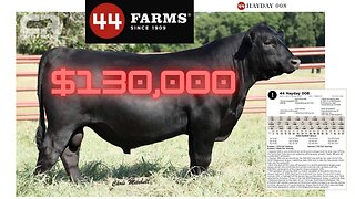 💲💲 $130,000 Black Angus Bull SOLD AT AUCTION, 44 FARMS, 44 HAYDAY 008