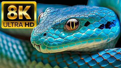 THE MOST DANGEROUS ANIMALS OF THE PLANETS 8K ULTRA HD / 60FPS HDR - With Animal Sounds