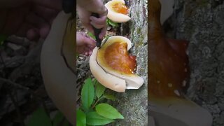 Foraging a Vibrant Mushroom in the Deep Wilderness.