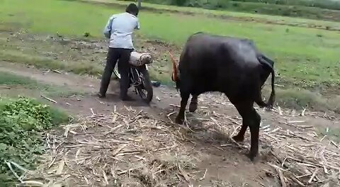 #funny buffalo attack video