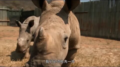 9.Save the baby rhino