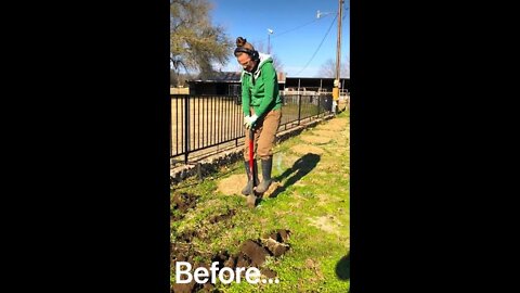 Jenny’s Hard Work Paid OFF! BEFORE and AFTER, From Trench to FIG! 🧑‍🌾 #shorts #viral #tiktok