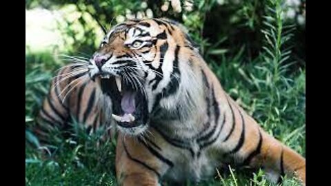 Tiger Chasing People. Amazing Short Video.🐯🙀🙀