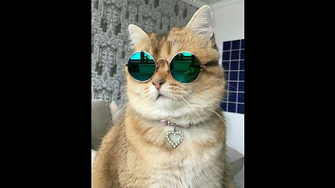 funny cat with sunglasses