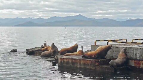 Large seals rest on old abandoned piers near calm sea Avki against large distance mountains and clo