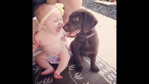 Funny Babies Laughing Hysterically at Dogs Compilation