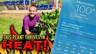 The AMAZING FRUIT that’s FLOURISHING in the Texas HEATWAVE! | Ranch Rehab DIY QuickVid!