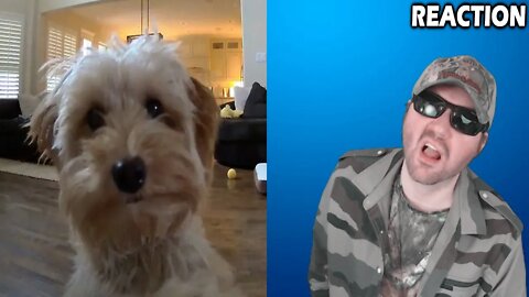 Mini Goldendoodle Puppy Gives Her Pet Dad Kisses On A Ring Cam - RingTV REACTION!!! (BBT)