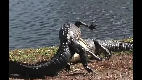 Alligator vs alligator - Daily Dose of Nature