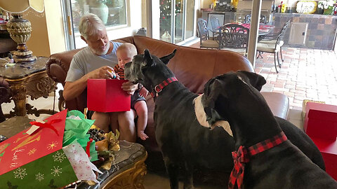 Great Danes Helps Grandpa Open Baby's First Christmas Gifts