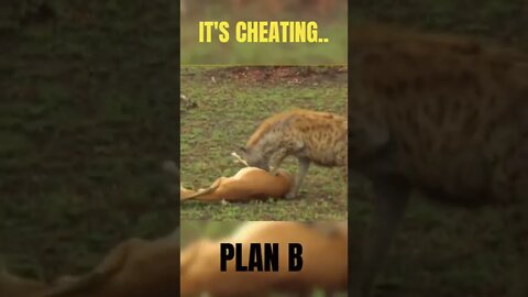 #cheating #gazelle hyena #plan #shorts