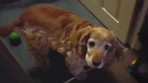 honey the cocker spaniel gets help from grandad when she's hungry