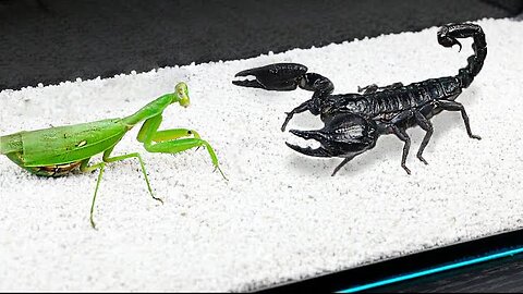 Praying Mantis Vs scorpion Which One Is Powerful