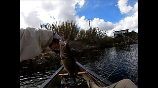 Florida Bass on the Fly with Top Water Poppers