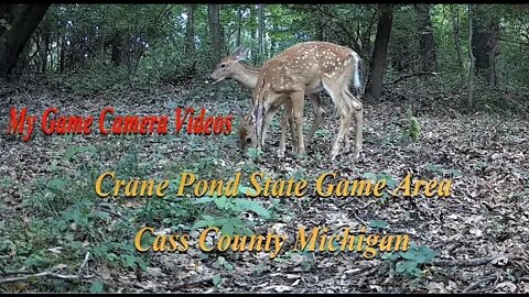 Cat, fawns and a possom passing through