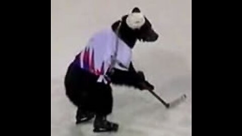 Bear Tries Hockey