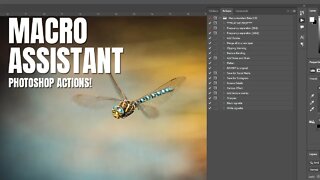 Macro Assistant Photoshop Actions for Macro Photography Retouching