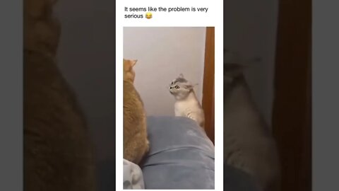 This Looks Serious..Cats (funny Cats vedio) #shorts #cat #catsoftiktok