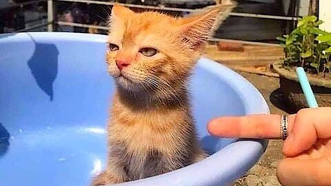 Cute Kitten 😻 Funny Animals: Funny Animal Videos 2024 - PART: 80