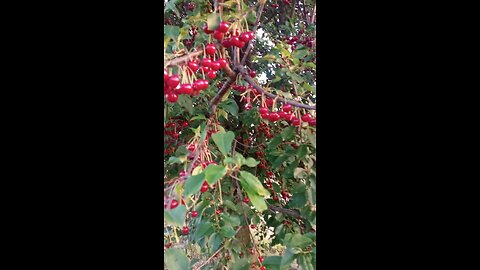 What does sour cherry tree looks like?