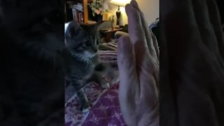 Cute Kitten Sophie gives hi-fives