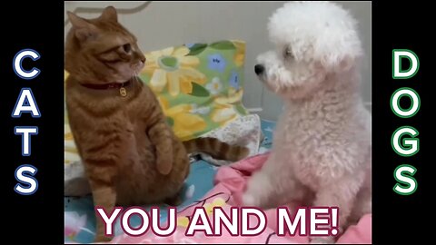 You and Me (Cats and dogs)