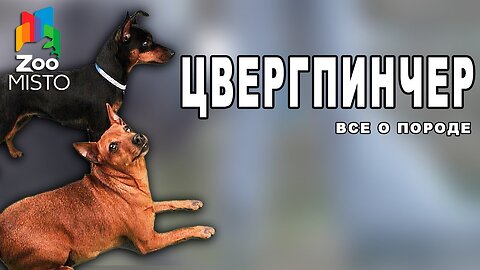 Цвергпинчер - Все о породе