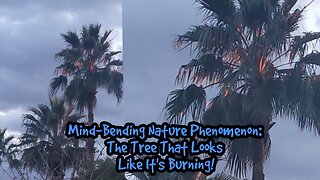 Mind-Bending Nature Phenomenon: The Tree That Looks Like It's Burning!