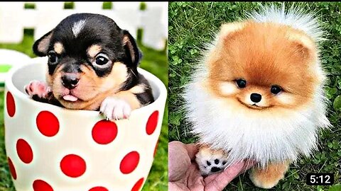 Funniest Confused Dogs Compilation 2021 _ Funny Pet Videos