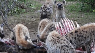 Hyenas Eat A Giraffe | Livestream From Zebra Plains Mara Camp | Zebra Plains