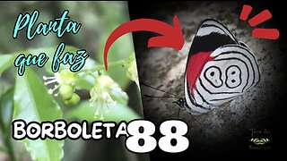 Planta que faz borboleta 88