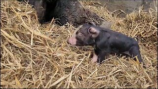 New born piglets
