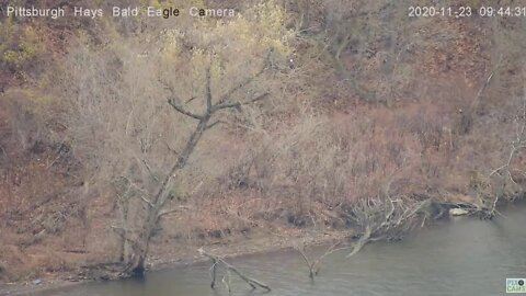 Hays Eagles Parent gets divebombed by Hawk at the river 2020 11 23 944am